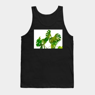 Monstera  green leaves and stems in casual fashion selective soft on white pot isolated on white background. Tank Top